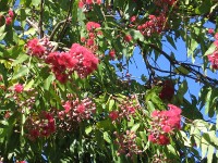 Chillingham - Red Flowering Eucalyptus Flower Detail